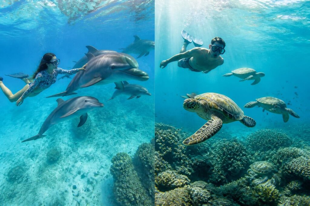 Nager avec les dauphins ou les tortues : ce qu’il faut savoir avant de choisir