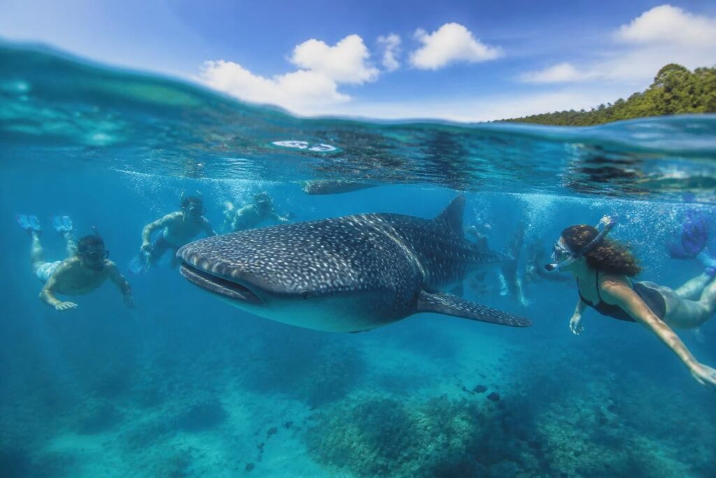 Quel est le meilleur mois pour nager avec les requins-baleines entre juin et septembre 2026