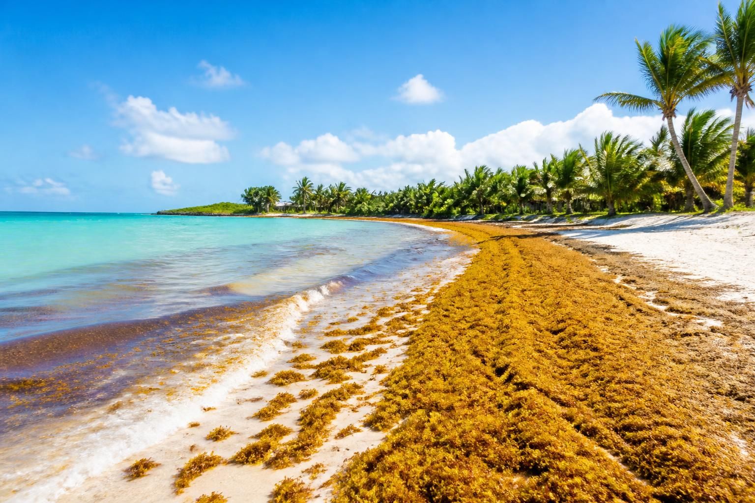 Sargasses sur la riviera maya : quelles excursions éviter et lesquelles profiter - PROMO TOURS découvrez comment éviter les excursions impactées par les sargasses sur la riviera maya et profitez au mieux de votre séjour grâce à nos conseils pour choisir les meilleures activités.